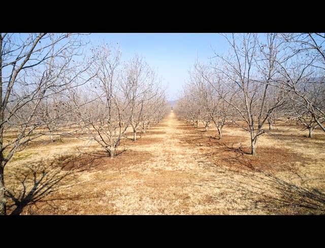31HA FARM FOR SALE IN WEENEN
